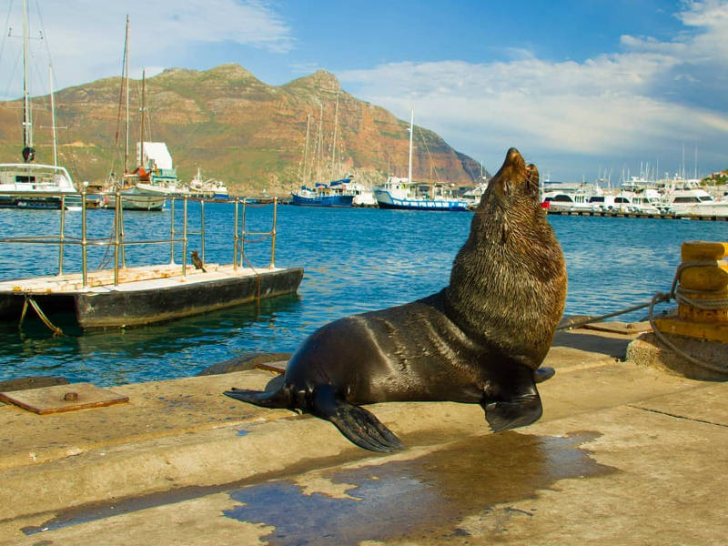 vramsurup hout bay